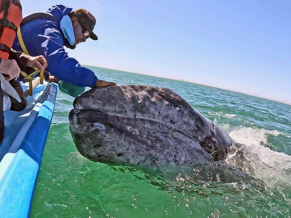 Grand Gathering of gray whales